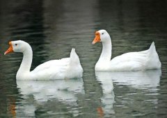 養(yǎng)鵝禁忌有哪些？看看你中了幾條！