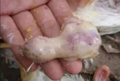 肉雞最頭疼的還是腺肌胃炎，到底該怎么解決？