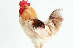 雞腺胃炎跟腸道混感治療方法！（技術(shù)指導）