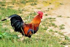 肉雞養(yǎng)殖成本要如何控制？