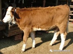 肥牛養(yǎng)殖過程中存在的問題，應(yīng)該如何進(jìn)行解決