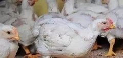 支原體感染的發(fā)展過程及臨床癥狀??！!