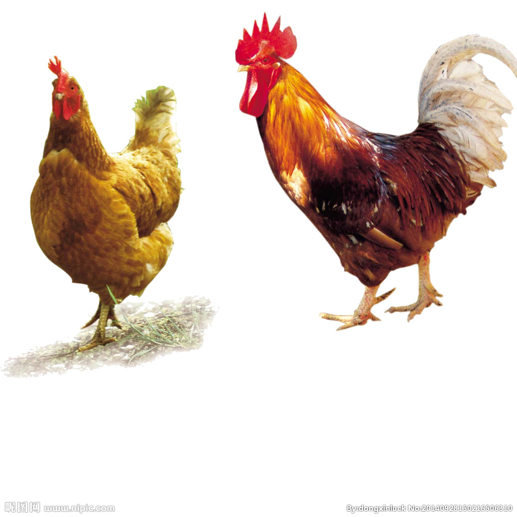  提高肉鴨養(yǎng)殖效益！這八個飼養(yǎng)管理要注意了?。夹g） 